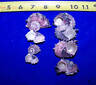 Lot 6  Pink Delphinula Hermit Crab Sea Shells Seashell Item # 1030-6